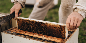 What is raw Mānuka Honey?