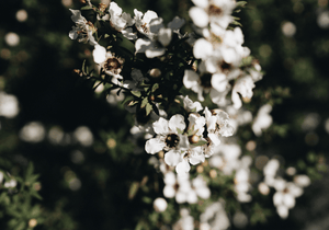 The Pursuit of Real Mānuka: From Flower to Jar